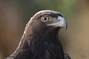 raptors_PR17_IMG_2189.jpg
