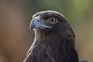 raptors_PR17_IMG_2193.jpg