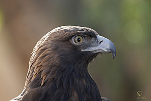 raptors_PR17_IMG_2199.jpg