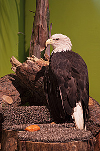 CAFair_PR17_IMG_0036.jpg