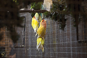 CAFair_PR17_IMG_0079.jpg