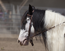 Gypsy-HE_PH18_IMG_7145.jpg
