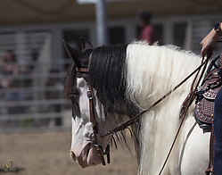 Gypsy-HE_PH18_IMG_7146.jpg