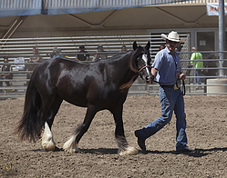 Gypsy-HE_PH18_IMG_7148.jpg