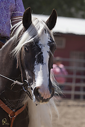 Gypsy-HE_PH18_IMG_7153.jpg