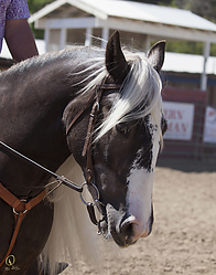 Gypsy-HE_PH18_IMG_7154.jpg