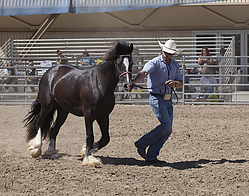 Gypsy-HE_PH18_IMG_7158.jpg