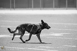 SPDK9_PH18_IMG_5071.jpg