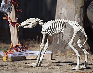 Spook_PH18_IMG_6178.jpg