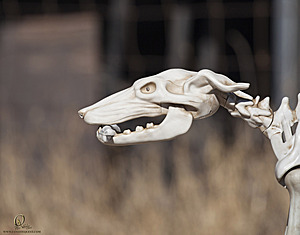 Spook_PH18_IMG_6179.jpg
