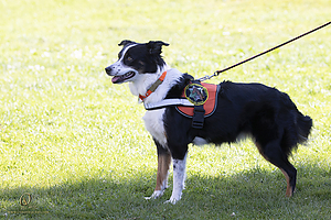 K9Heros_PH21_IMG_0731.jpg