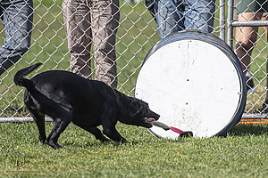 K9Heros_PH21_IMG_0816.jpg