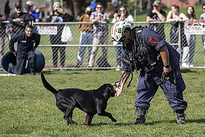 K9Heros_PH21_IMG_0827.jpg