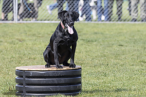 K9Heros_PH21_IMG_0868.jpg