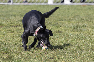 K9Heros_PH21_IMG_0899.jpg