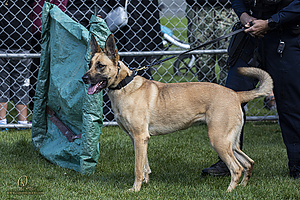 K9Heros_PH21_IMG_0917.jpg