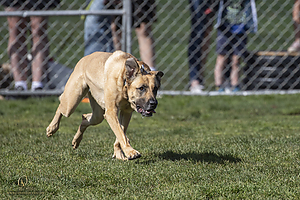 K9Heros_PH21_IMG_0962.jpg