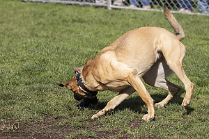 K9Heros_PH21_IMG_0969.jpg