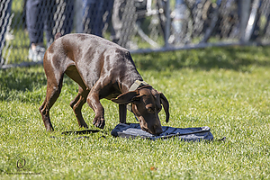 K9Heros_PH21_IMG_1047.jpg