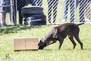 K9Heros_PH21_IMG_1050.jpg