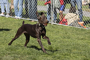K9Heros_PH21_IMG_1066.jpg