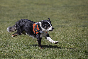 K9Heros_PH21_IMG_1101.jpg