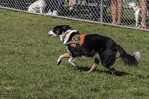 K9Heros_PH21_IMG_1109.jpg
