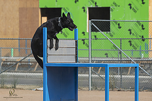 K9T_PH21_IMG_0005.jpg
