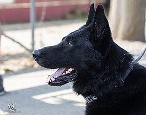 K9T_PH21_IMG_0056.jpg