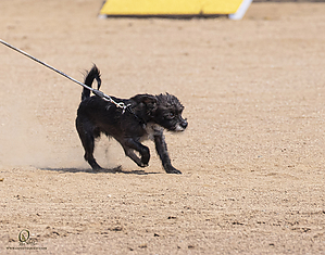 K9T_PH21_IMG_0080.jpg