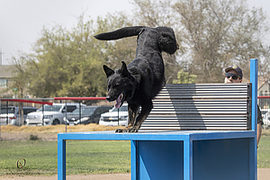K9T_PH21_IMG_0141.jpg
