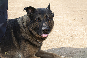 K9T_PH21_IMG_0371.jpg