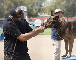 K9T_PH21_IMG_0478.jpg