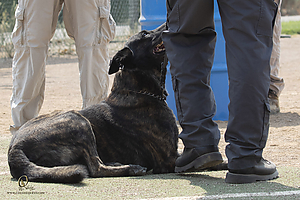 K9T_PH21_IMG_0480.jpg