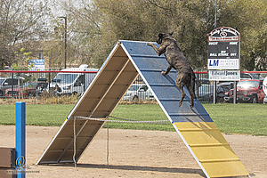 K9T_PH21_IMG_0489.jpg