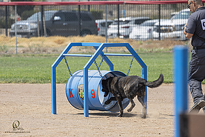 K9T_PH21_IMG_0497.jpg