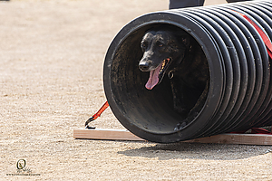 K9T_PH21_IMG_0549.jpg