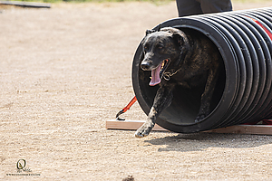 K9T_PH21_IMG_0550.jpg