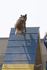 K9T_PH21_IMG_0698.jpg