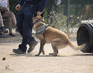 K9T_PH21_IMG_0737.jpg