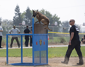 K9T_PH21_IMG_0784.jpg