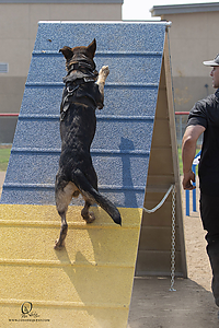 K9T_PH21_IMG_0803.jpg