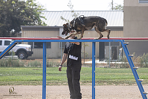 K9T_PH21_IMG_0822.jpg