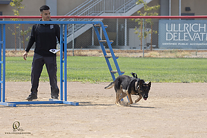 K9T_PH21_IMG_0893.jpg