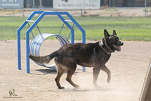 K9T_PH21_IMG_0939.jpg