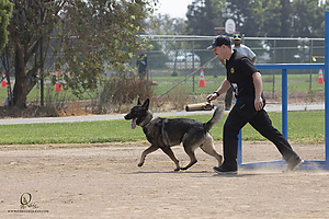 K9T_PH21_IMG_0988.jpg