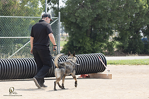 K9T_PH21_IMG_0996.jpg