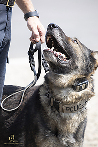 K9T_PH21_IMG_1004.jpg