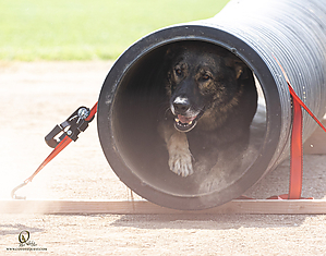 K9T_PH21_IMG_1040.jpg