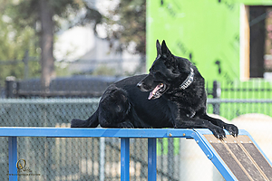 K9T_PH21_IMG_9993.jpg